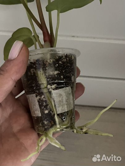 Антуриум papixzaraxpapi FS