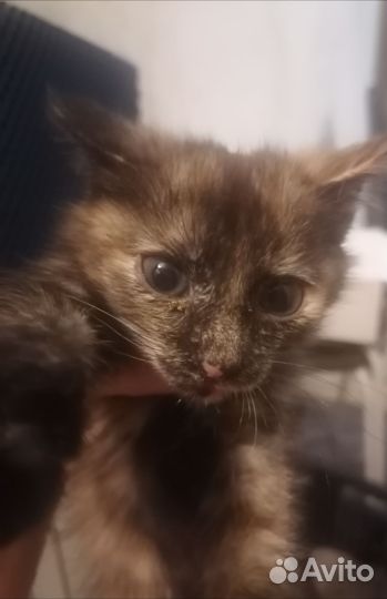 Подарю котят