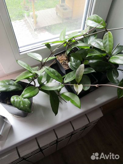 Хойя карноза