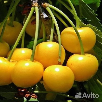Саженцы черешни