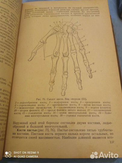 М. ф. Иваницкий Анатомия человека 1940