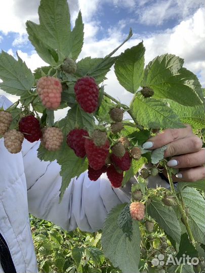 Саженцы малины Амира