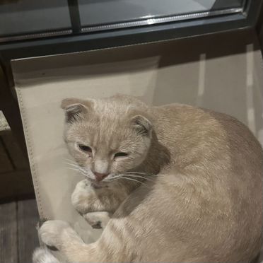 Бразильский короткошёрстный котёнок