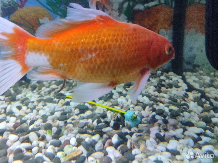 Золотая рыба комета