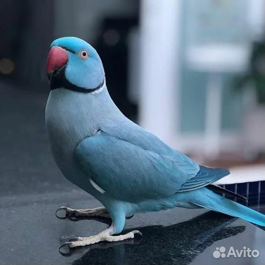 Синий ожереловый попугай