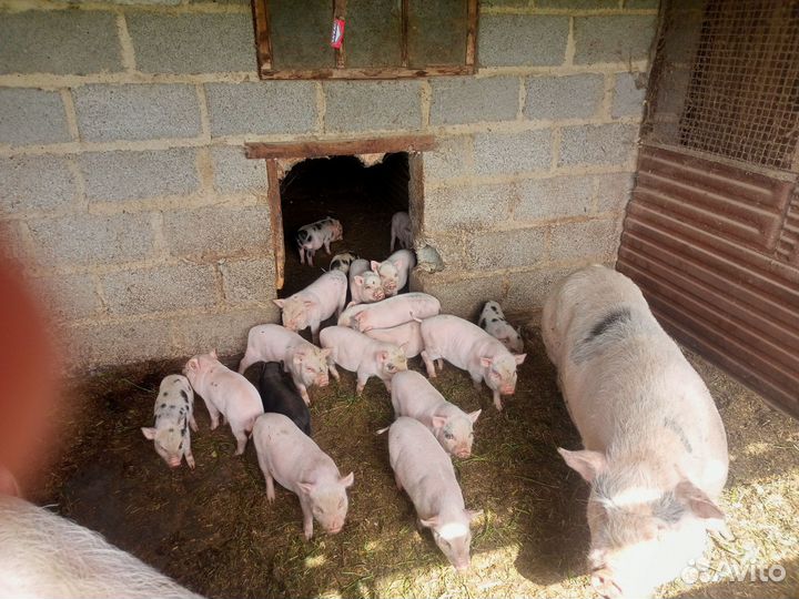 Вьетнамские поросята