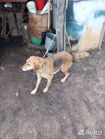 Русская гончая