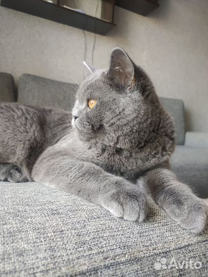 Британский кот вязка