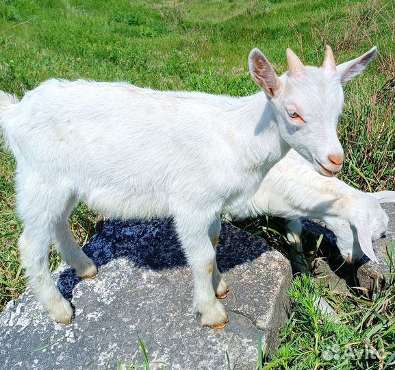 Козы козлята