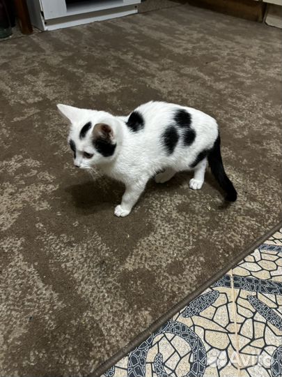 Котенок в добрые руки