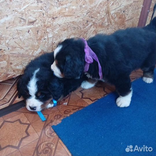 Очень шустренькая девочка Бернский зенненхунд