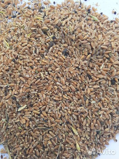 Продаём зерноотходы