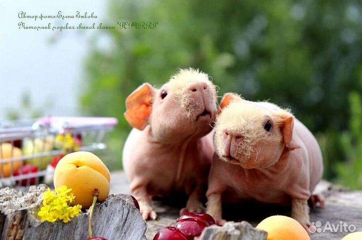 Морские свинки скинни. Питомник