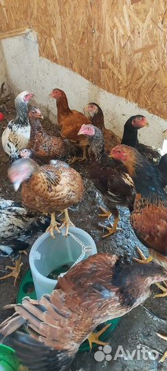 Молодые бойцовские петушки куланги и малайские