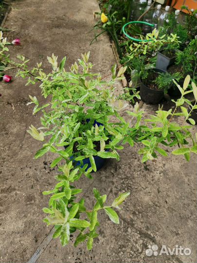 Ива Хакуро Нишики