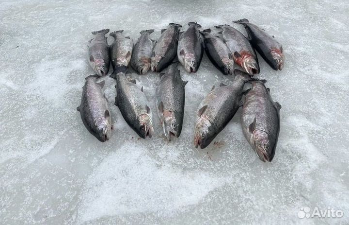 Рыба карп речной