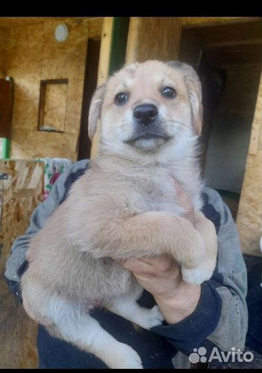 Щенок в добрые руки