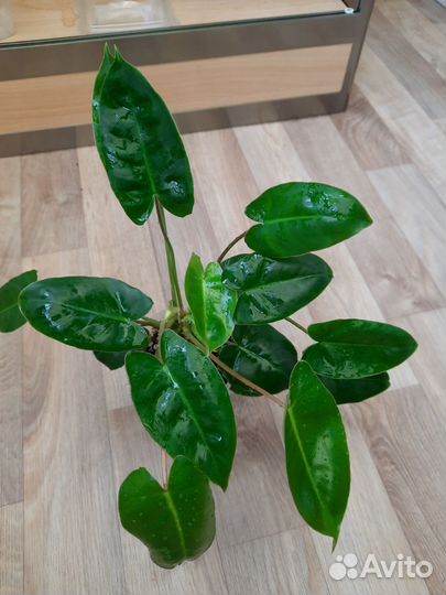 Филодендрон бурле маркс