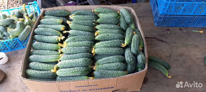 Огурцы Кураж F1