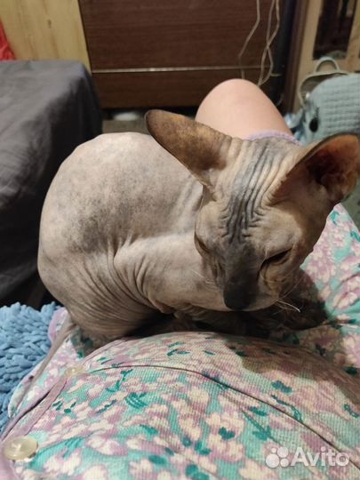 Донской сфинкс вязка девочка