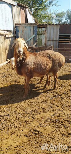 Бараны Гиссарской породы