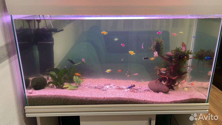 Аквариум 200 л с тумбой и крышкой