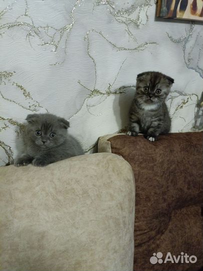 Продам Шотландских вислоухих котят