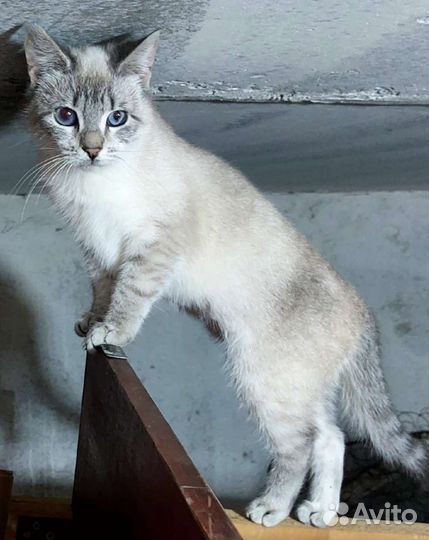 Молодая кошечка в самые добрые руки