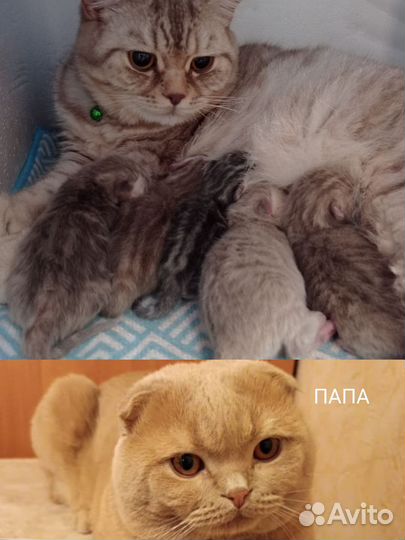 Шотландские котята
