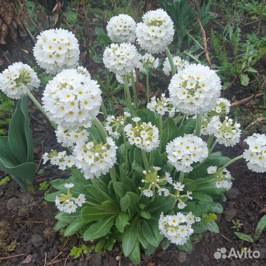 Примула мелкозубчатая