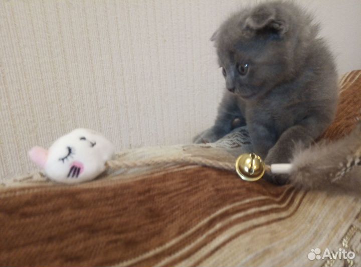 Котята о вислоухой кошки