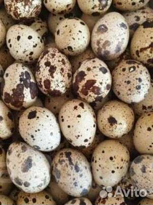 Яйца перепелиные домашние