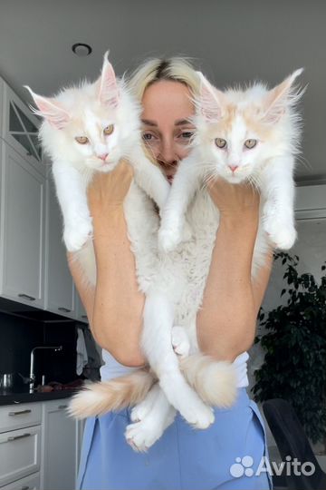Мейн кун котята