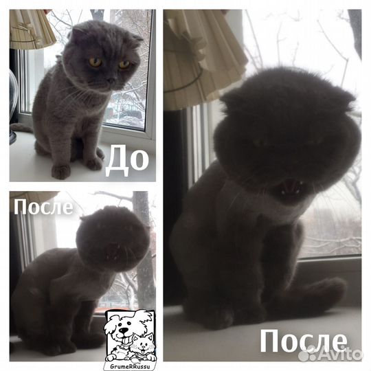 Стрижка кошек и котов (выезд на дом). грумер VIP