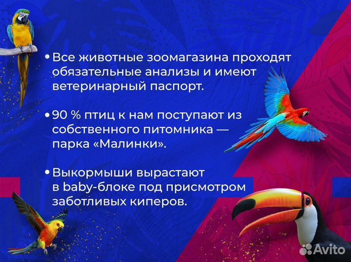 Калита Монах белый