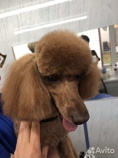 Стрижка собак