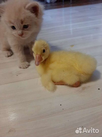 Гусята 5-ти дневные