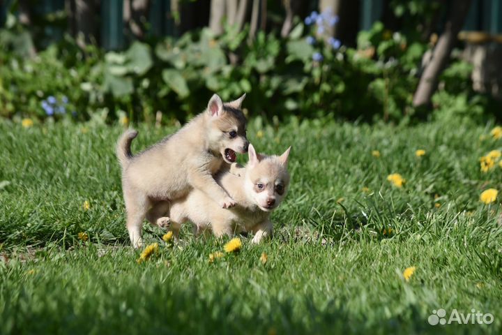 Щенки аляскинского кли кая. Видео