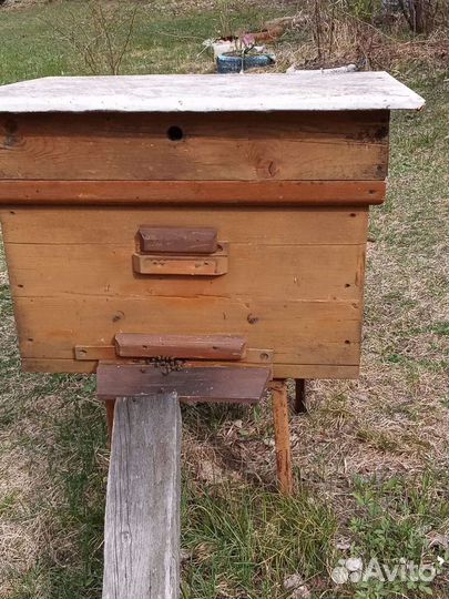 Пчелы и улья