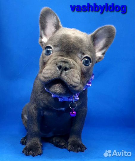 Голубые девочки и мальчик французского бульдога