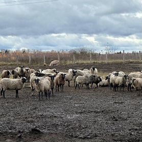 Овцы бараны ягнята романовские