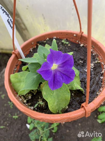 Петуния в кашпо