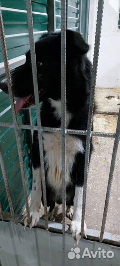 Две девчонки-неженки в пожизненном отлове