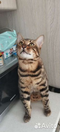 Бенгальская