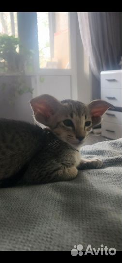 Ориентальные котята с документами