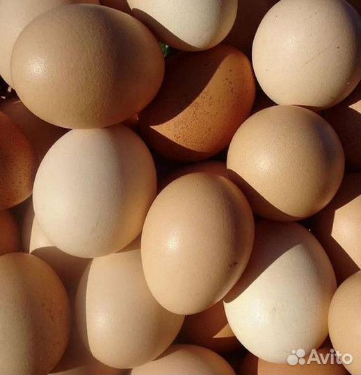 Инкубационное яйцо куриное