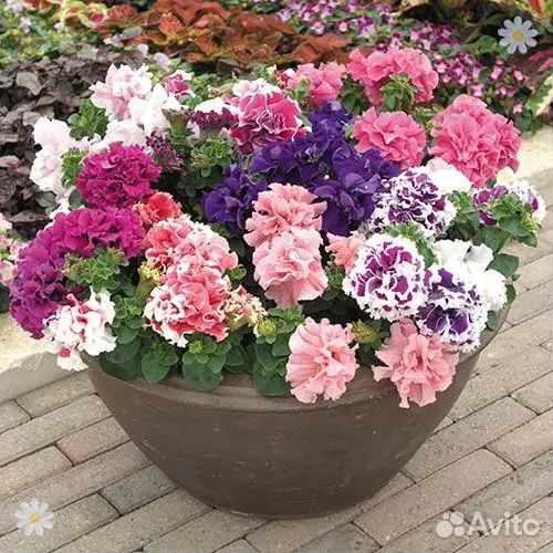 Петуния, алиссум,колеус, бархатцы и мн. другое