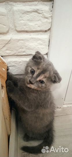 Кошка в дар бесплатно