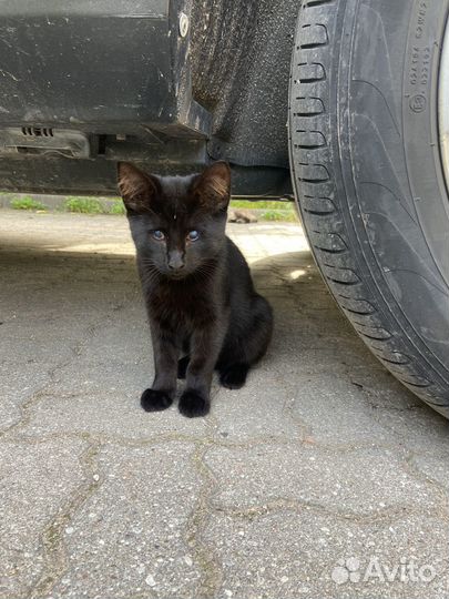 Котенок ищет дом