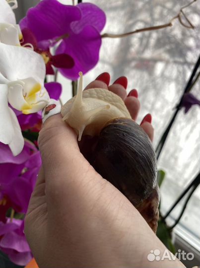 Улитки ахатины